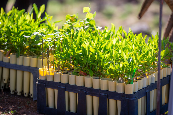 New guide points to native plants for safer landscaping