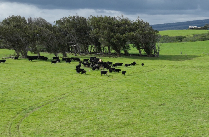 Stewarding ‘āina Pauahi: Growing Pauahi’s land legacy forward